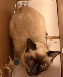 Shelter Stray Female Cat last seen Near BLOCK ALLPORT RD, 2020 Forest St, Jacksonville, FL 32204, USA