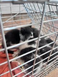 Shelter Stray Unknown Cat last seen Near BLOCK HEISLER LN, PUEBLO CO 81006, 4600 Eagleridge Pl, Pueblo, CO 81008, USA