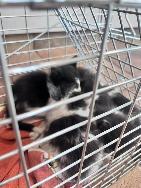 Shelter Stray Unknown Cat last seen Near BLOCK HEISLER LN, PUEBLO CO 81006, 4600 Eagleridge Pl, Pueblo, CO 81008, USA