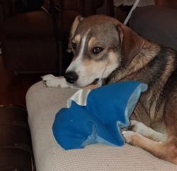 Lost Male Dog last seen Near Texas 236 Hwy, Moody, Texas, McGregor, TX 76657