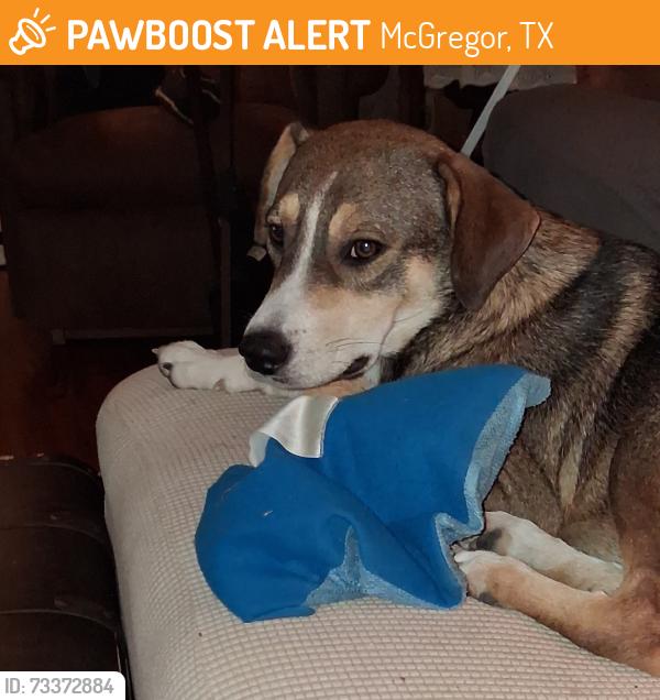 Lost Male Dog last seen Near Texas 236 Hwy, Moody, Texas, McGregor, TX 76657
