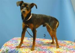 Shelter Stray Male Dog last seen , 216 W Victoria St, Gardena, CA 90248, USA