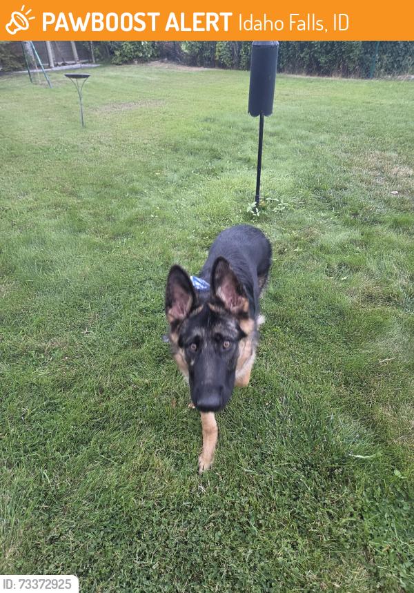 Found/Stray Male Dog last seen Rogers and blvd, Idaho Falls, ID 83402