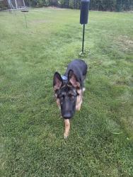 Found/Stray Male Dog last seen Rogers and blvd, Idaho Falls, ID 83402