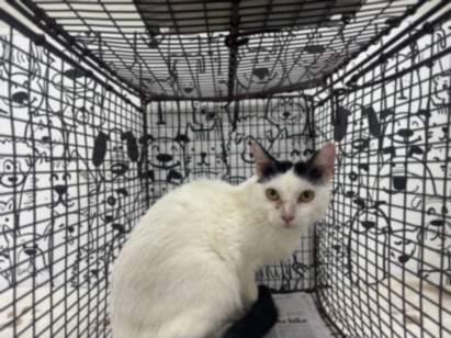 Shelter Stray Male Cat last seen , 957 N Gaffey St, San Pedro, CA 90731, USA