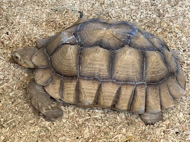 Shelter Stray Female Other last seen , 31044 Charlie Canyon Rd, Castaic, CA 91384, USA