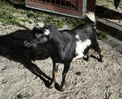 Shelter Stray Male Livestock last seen , 232 Eslinger Way, Sanford, FL 32773, USA