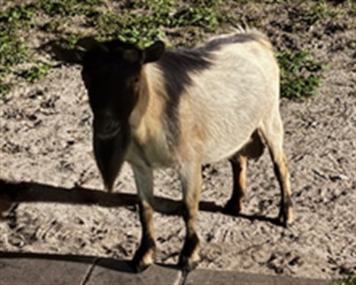 Shelter Stray Male Livestock last seen , 232 Eslinger Way, Sanford, FL 32773, USA