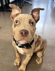 Shelter Stray Female Dog last seen XLANE/MACKENNAN, 1419 Bryant St, San Francisco, CA 94103, USA