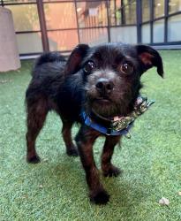 Shelter Stray Male Dog last seen GOLDEN GATE AND BAKER, 1419 Bryant St, San Francisco, CA 94103, USA