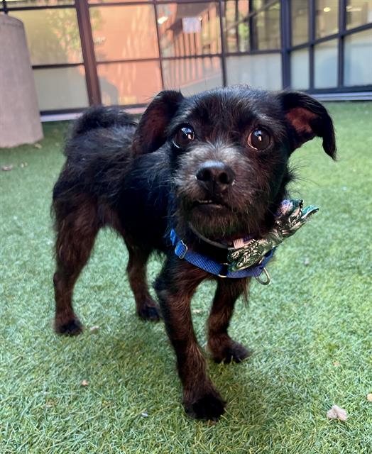 Shelter Stray Male Dog last seen GOLDEN GATE AND BAKER, 1419 Bryant St, San Francisco, CA 94103, USA