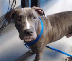 Shelter Stray Male Dog last seen 17TH AND MISSION, 1419 Bryant St, San Francisco, CA 94103, USA