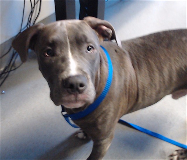 Shelter Stray Male Dog last seen 17TH AND MISSION, 1419 Bryant St, San Francisco, CA 94103, USA