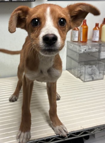 Shelter Stray Male Dog last seen Near BLOCK S UNION AVE, BAKERSFIELD CA 93307, 3951 Fruitvale Ave, Bakersfield, CA 93308, USA