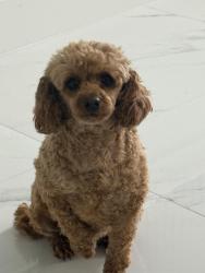 Reunited Female Dog last seen Woodbrigh, Town 'n' Country, FL 33615