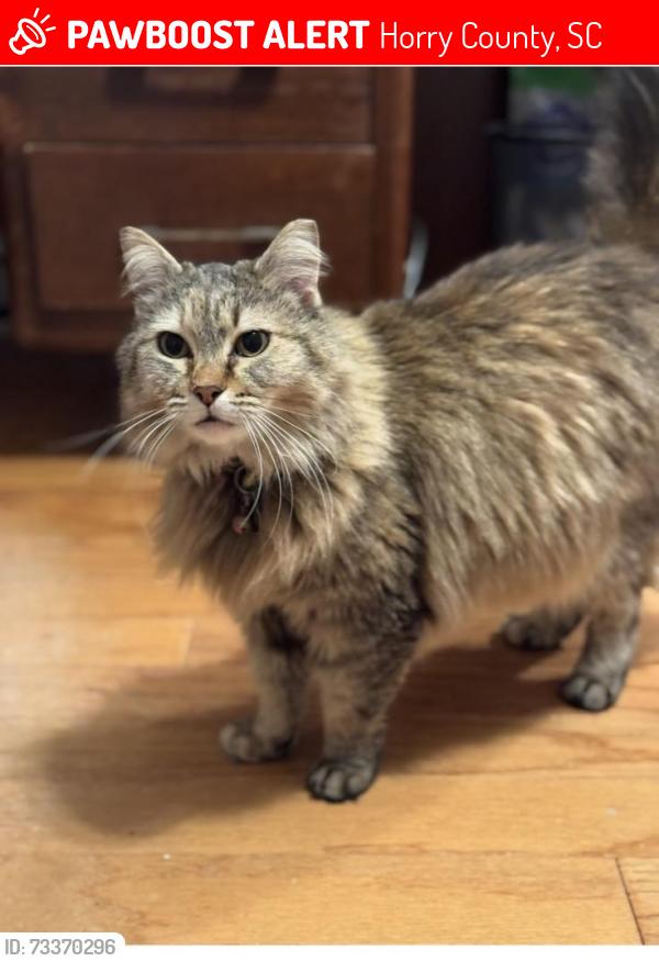 Lost Female Cat last seen N Berwick & LadyBank, Horry County, SC 29575