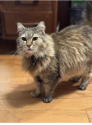 Lost Female Cat last seen N Berwick & LadyBank, Horry County, SC 29575