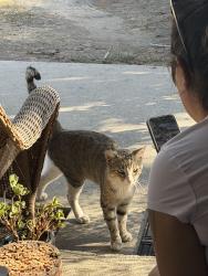 Found/Stray Male Cat last seen W Indian Rock Rd, Vista, CA 92083