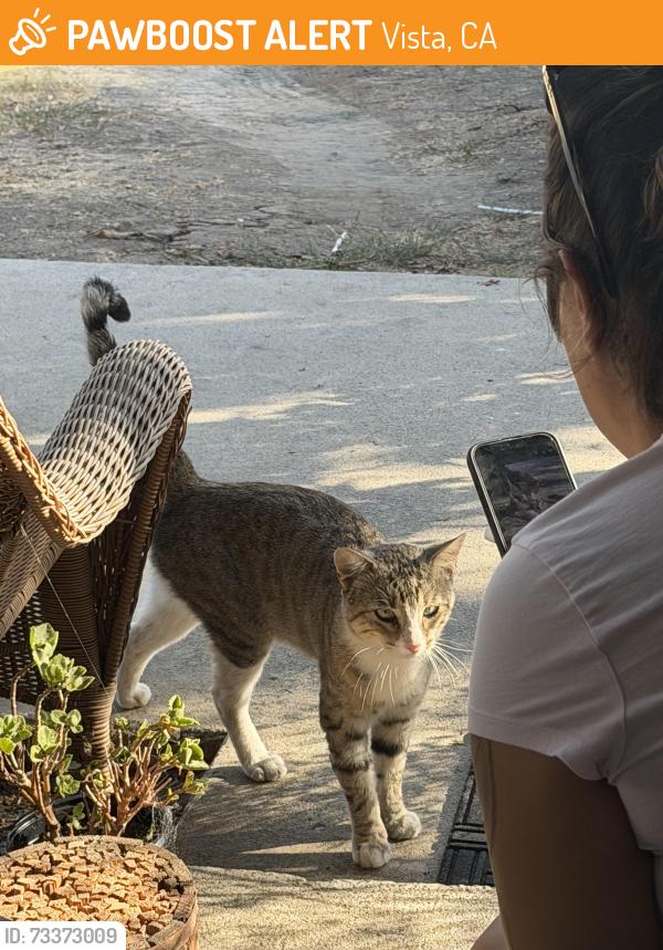 Found/Stray Male Cat last seen W Indian Rock Rd, Vista, CA 92083