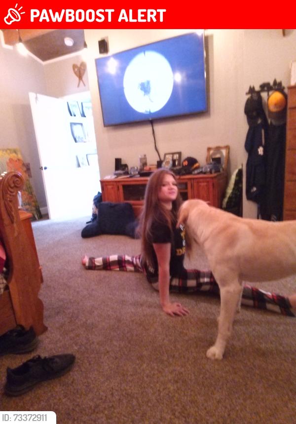 Lost Male Dog last seen Whitney and storey, Suffield Township, OH 44260