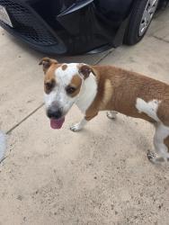 Found/Stray Male Dog last seen Shaenfield, San Antonio, TX 78254