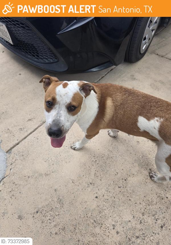 Found/Stray Male Dog last seen Shaenfield, San Antonio, TX 78254