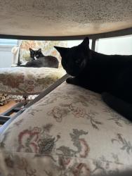 Reunited Male Cat last seen Litchfield daggett, Long Beach, CA 90815
