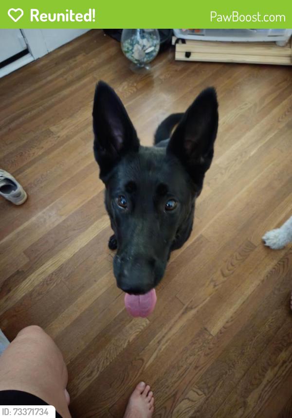 Reunited Female Dog last seen Harding & ests, near Trader Joe's, off Douglas, Roseville, CA 95678