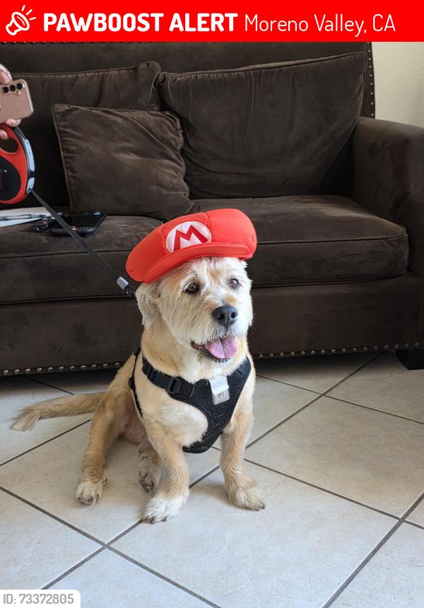 Lost Male Dog last seen Nason street & Eucalyptus avenue, Target, jack in the box, taco bell, walmart, Moreno Valley, CA 92555