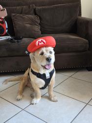 Lost Male Dog last seen Nason street & Eucalyptus avenue, Target, jack in the box, taco bell, walmart, Moreno Valley, CA 92555