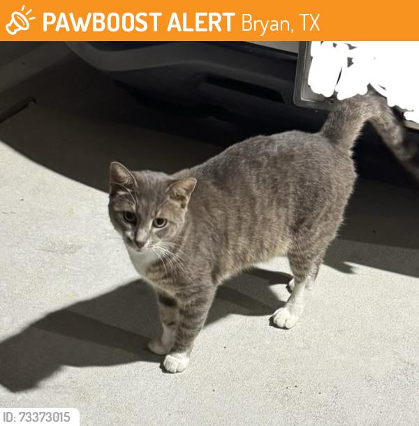 Found/Stray Male Cat last seen Wandering by s, Bryan, TX 77803