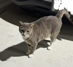 Found/Stray Male Cat last seen Wandering by s, Bryan, TX 77803
