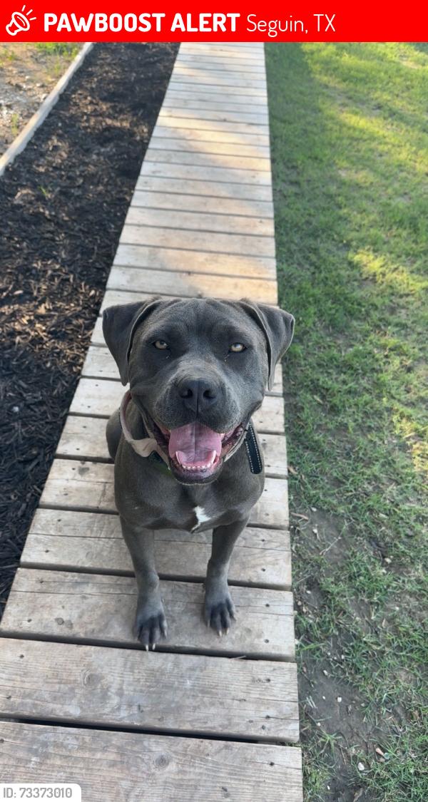 Lost Female Dog last seen Lost from Longhorn trail and last seen near Masters Electrical, Seguin, TX 78155