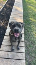 Lost Female Dog last seen Lost from Longhorn trail and last seen near Masters Electrical, Seguin, TX 78155