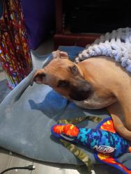 Found/Stray Male Dog last seen West a street hayward ca, Hayward, CA 94541