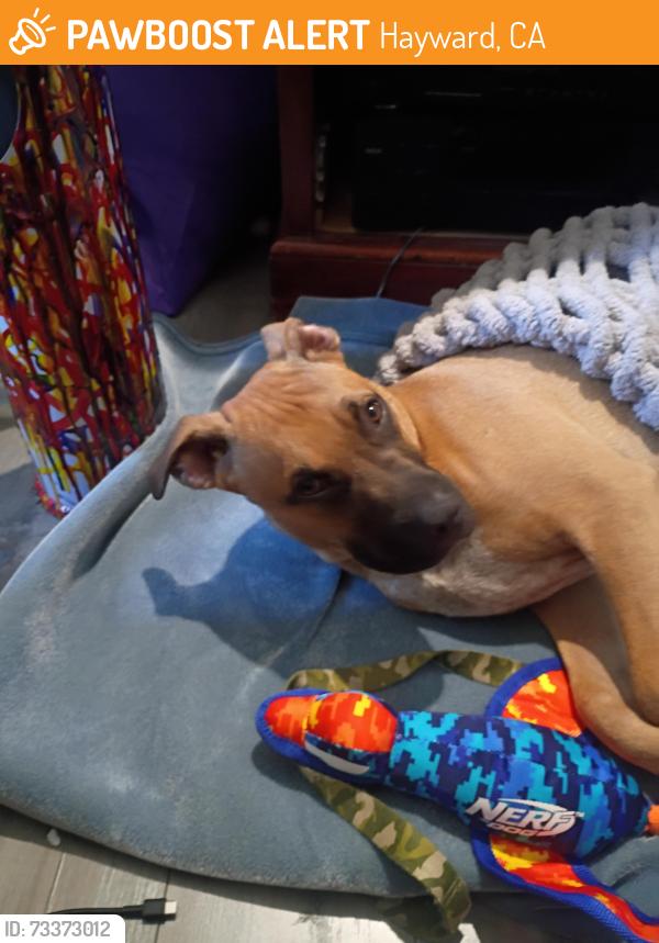 Found/Stray Male Dog last seen West a street hayward ca, Hayward, CA 94541