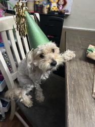 Lost Male Dog last seen Tisinger joaquin, Dallas, TX 75228