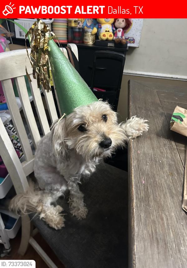 Lost Male Dog last seen Tisinger joaquin, Dallas, TX 75228