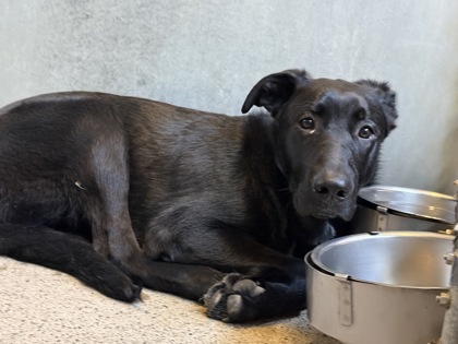 Shelter Stray Male Dog last seen Miners Ravine Trail / Folsom Rd, Roseville City, CA, 200 Tahoe Ave, Roseville, CA 95678, USA