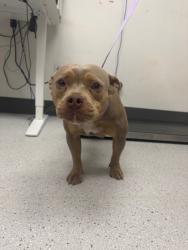 Shelter Stray Female Dog last seen Near Eastlawn, Oakland,, 1101 29th Ave, Oakland, CA 94601, USA