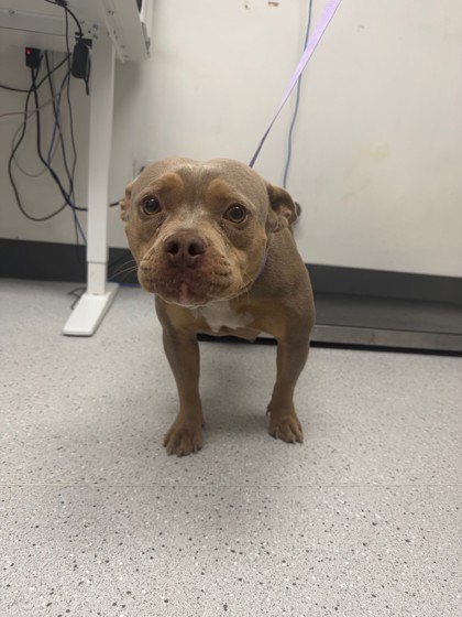 Shelter Stray Female Dog last seen Near Eastlawn, Oakland,, 1101 29th Ave, Oakland, CA 94601, USA