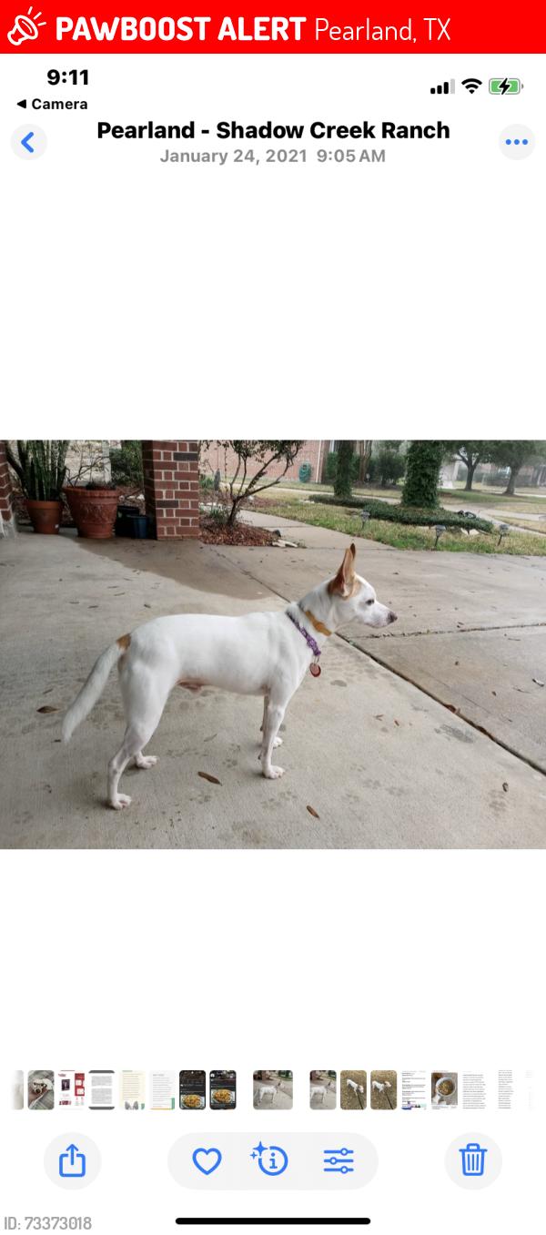 Lost Male Dog last seen N Clearlake loop and Trinity Bay, Pearland, TX 77584