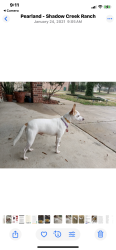 Lost Male Dog last seen N Clearlake loop and Trinity Bay, Pearland, TX 77584