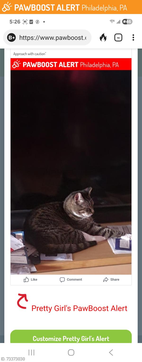 Found/Stray Female Cat last seen Levick Street, Philadelphia, PA 19111