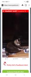 Found/Stray Female Cat last seen Levick Street, Philadelphia, PA 19111