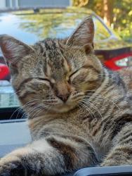 Lost Male Cat last seen Mapleleaf Taylor cutoff, Clallam County, WA 98382