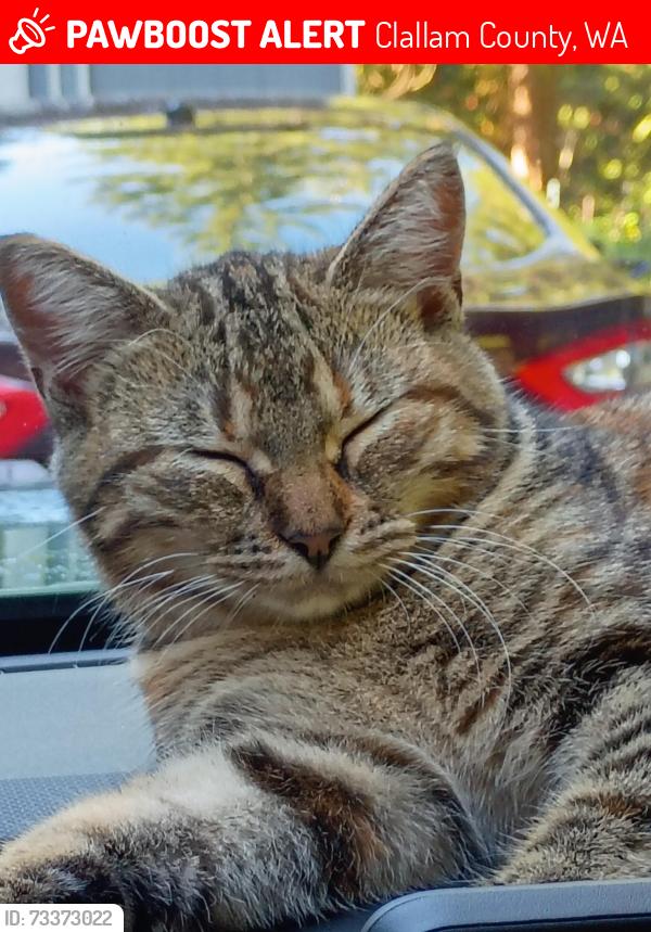 Lost Male Cat last seen Mapleleaf Taylor cutoff, Clallam County, WA 98382