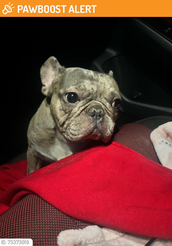 Found/Stray Male Dog last seen 150th st. & Ave. K Lancaster CA, Los Angeles County, CA 93536
