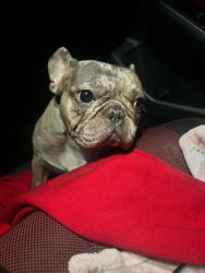 Found/Stray Male Dog last seen 150th st. & Ave. K Lancaster CA, Los Angeles County, CA 93536