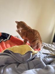 Lost Male Cat last seen Jacksonville rd, Ivyland, PA 18974